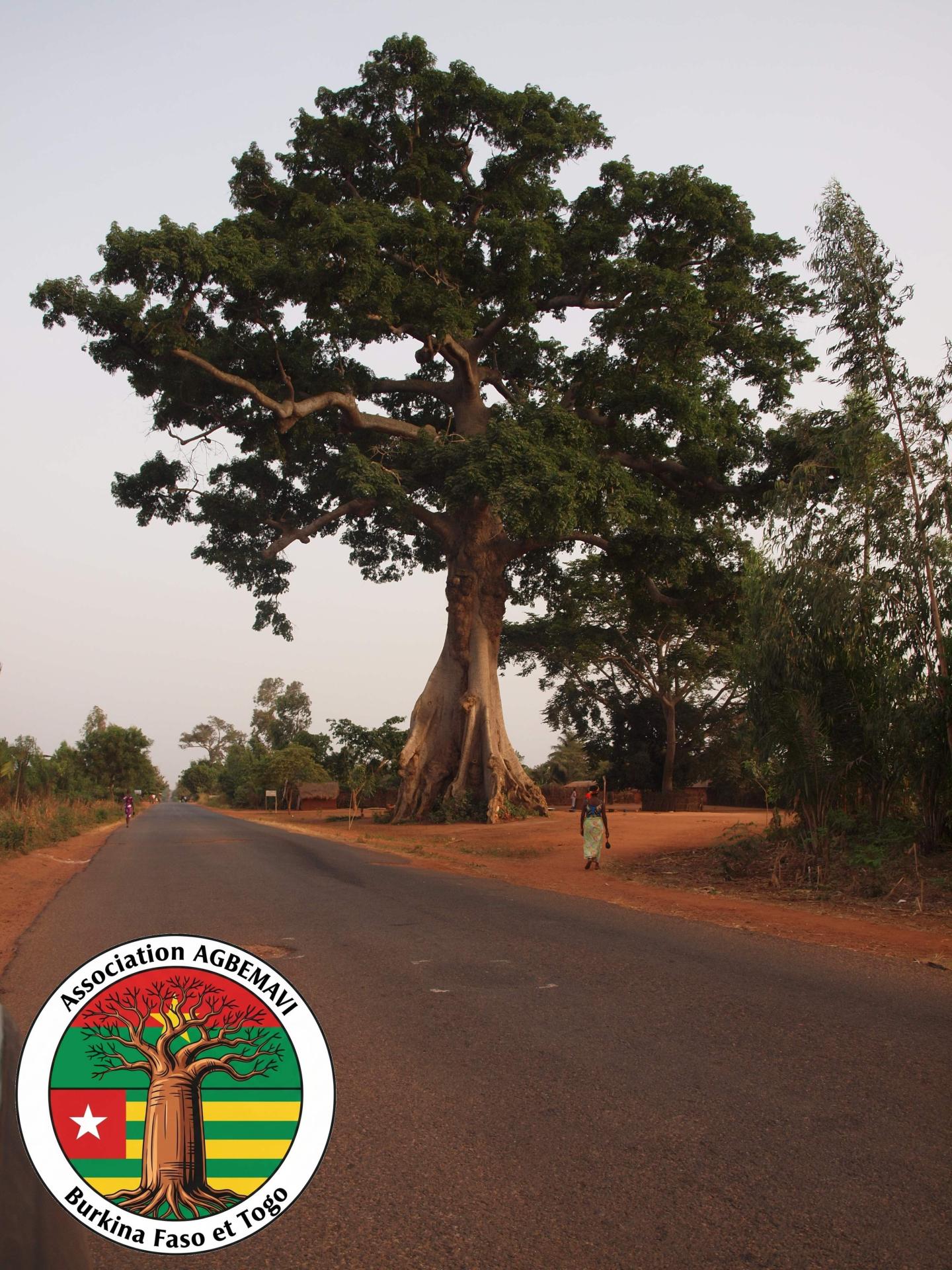 Baobab 2