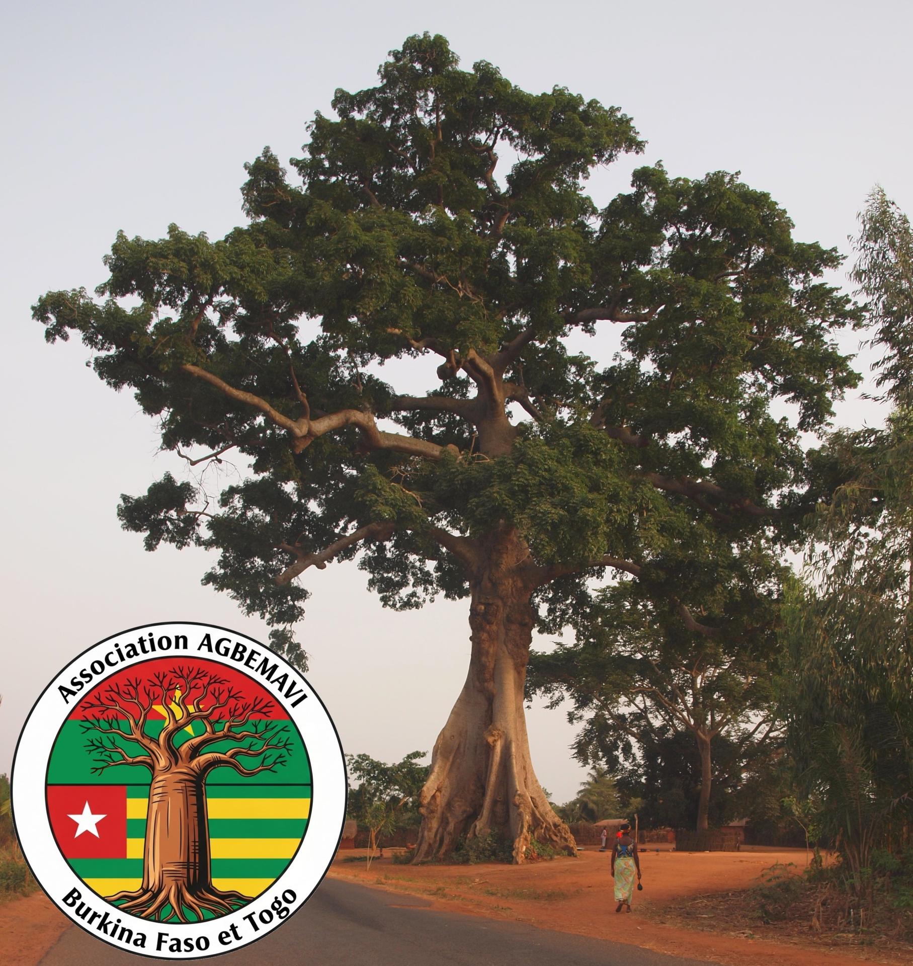 Baobab logo agbemavi gilardi